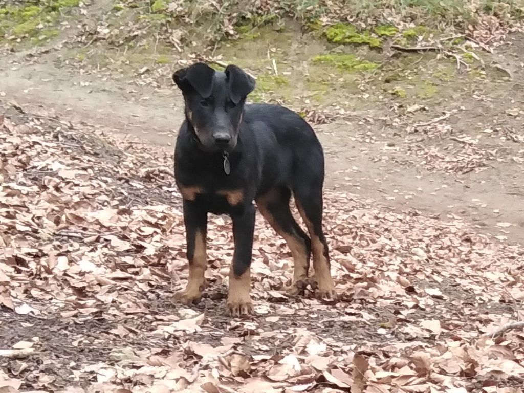 Sissi  dite shaé De La Comté Des Odins