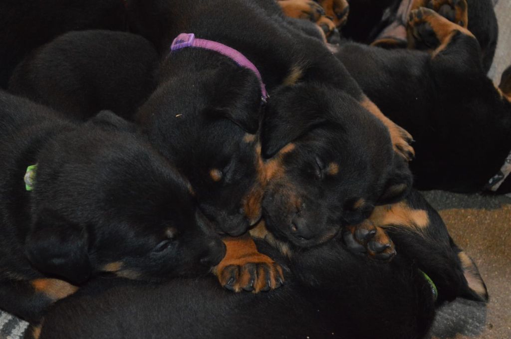 chiot Berger de Beauce De La Comté Des Odins