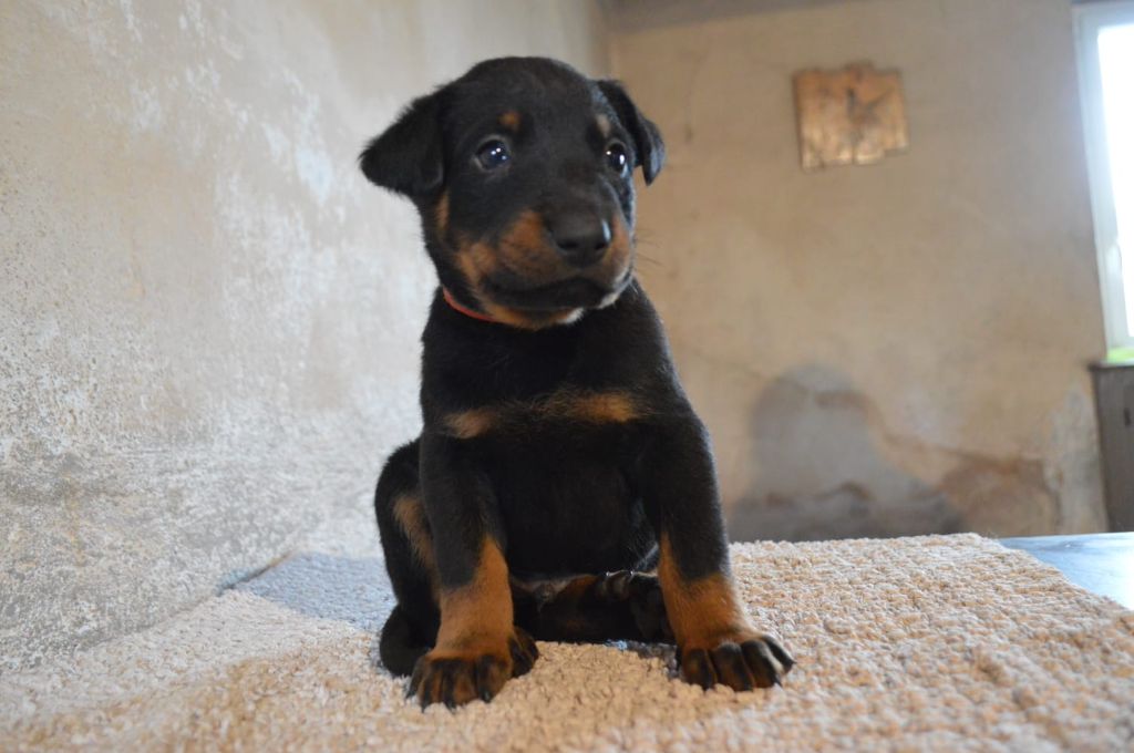 De La Comté Des Odins - Chiot disponible  - Berger de Beauce