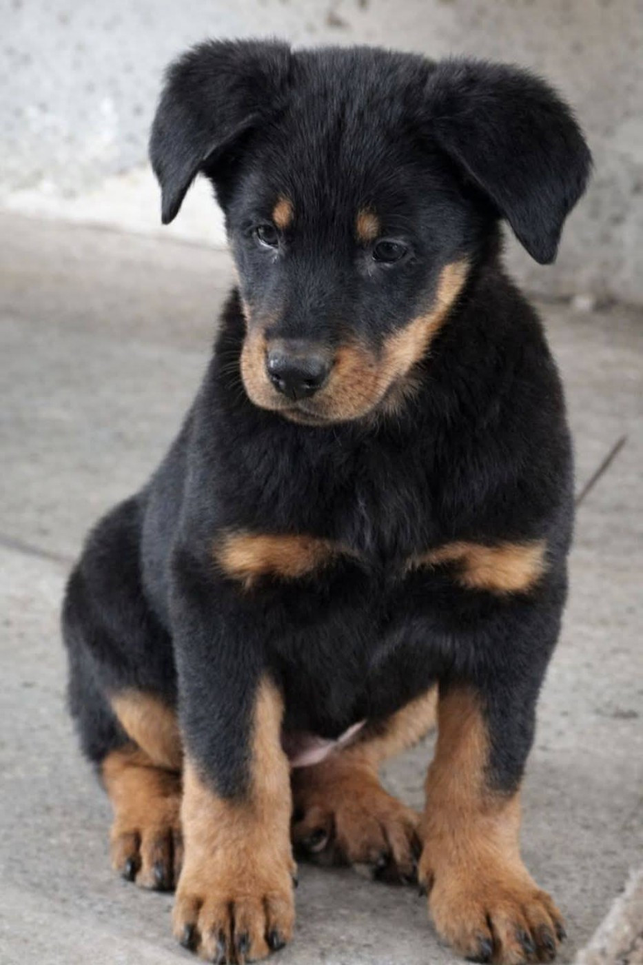 Aska (Arya) de Boichaille