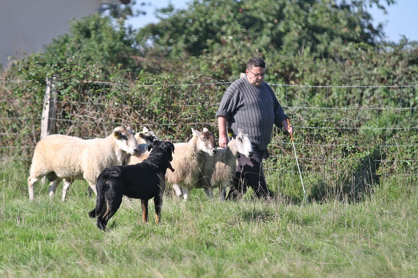 HWT pour Usen et Uncas.