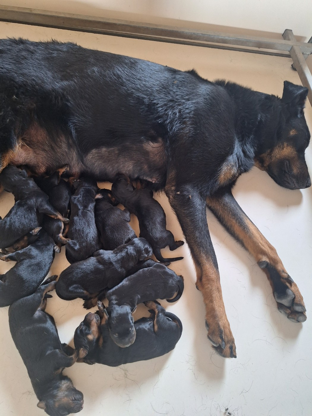 De La Comté Des Odins - Les bébés de Sansa sont arrivés.