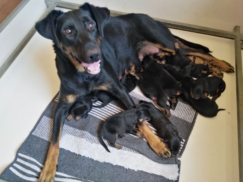 Les petits sont nés ! 