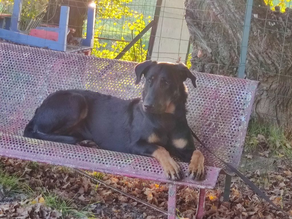 Uncas de retour à la maison.