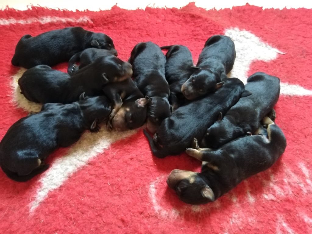 Les petits sont nés ! 