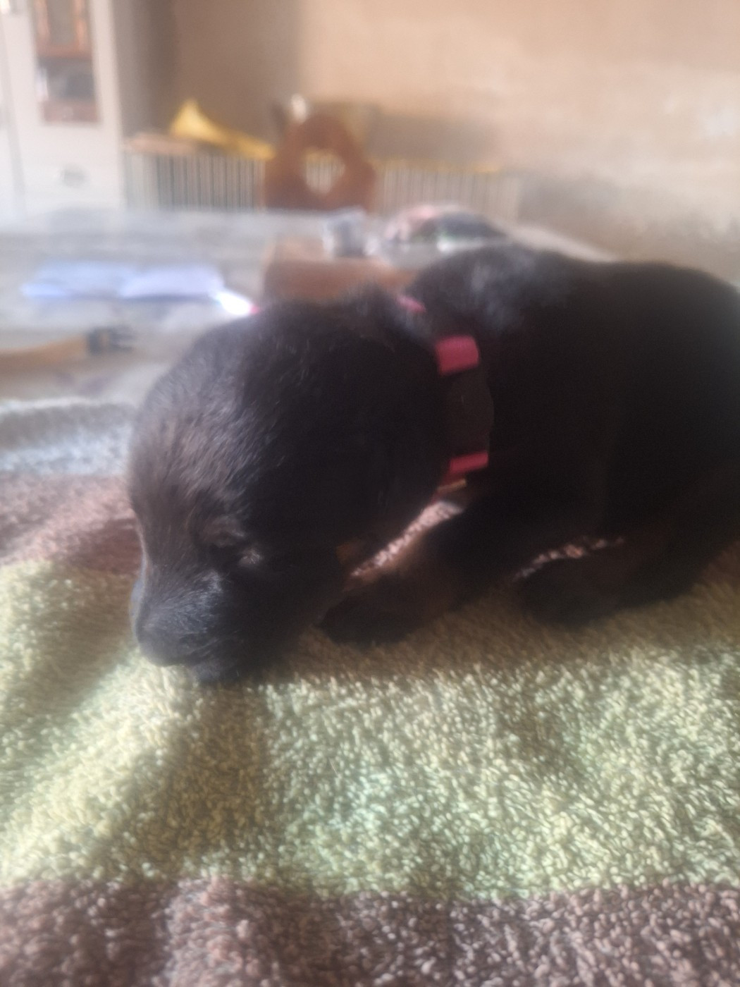 De La Comté Des Odins - Chiots disponibles - Berger de Beauce