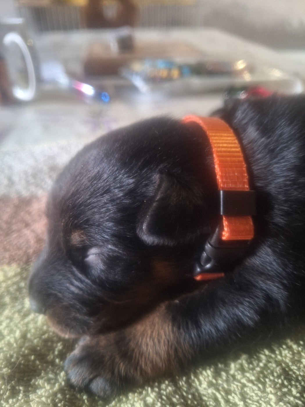 De La Comté Des Odins - Chiots disponibles - Berger de Beauce