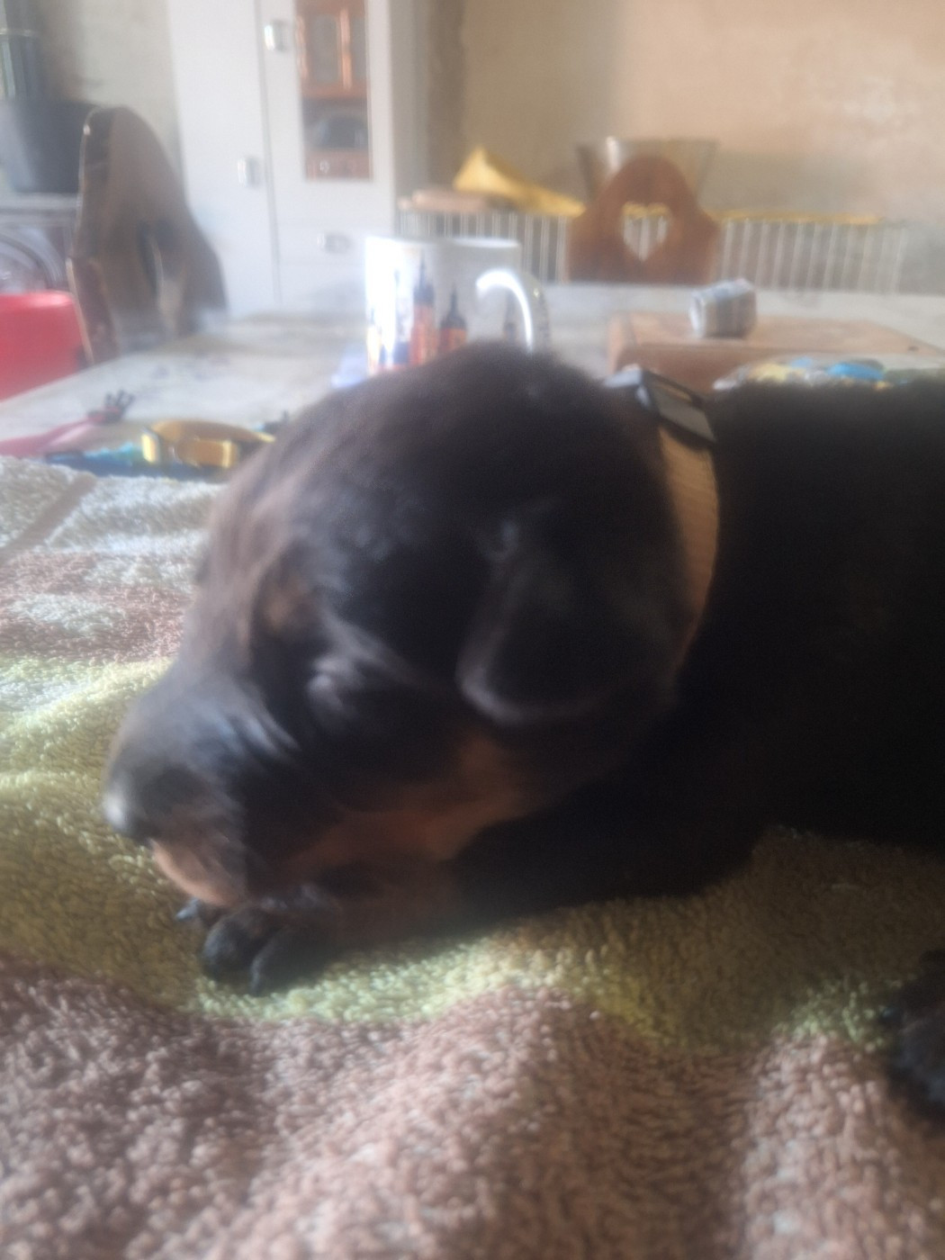 De La Comté Des Odins - Chiots disponibles - Berger de Beauce