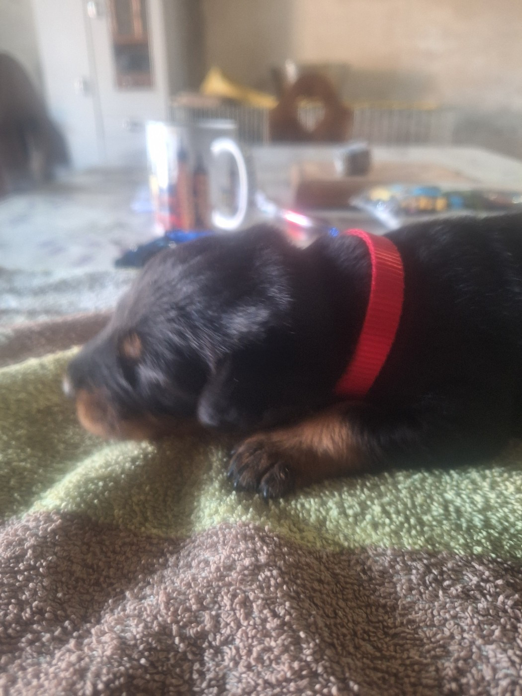 De La Comté Des Odins - Chiots disponibles - Berger de Beauce
