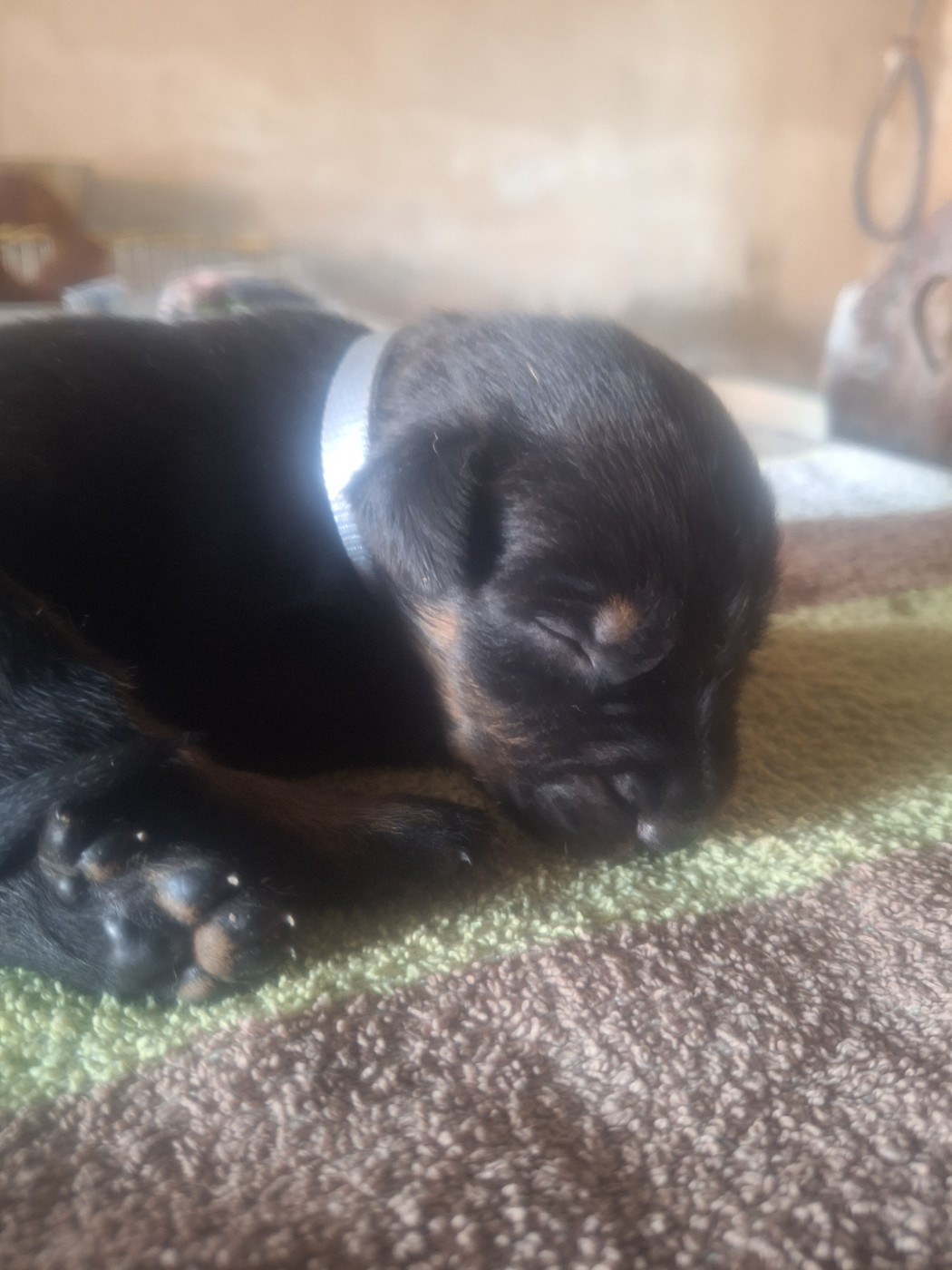 De La Comté Des Odins - Chiots disponibles - Berger de Beauce