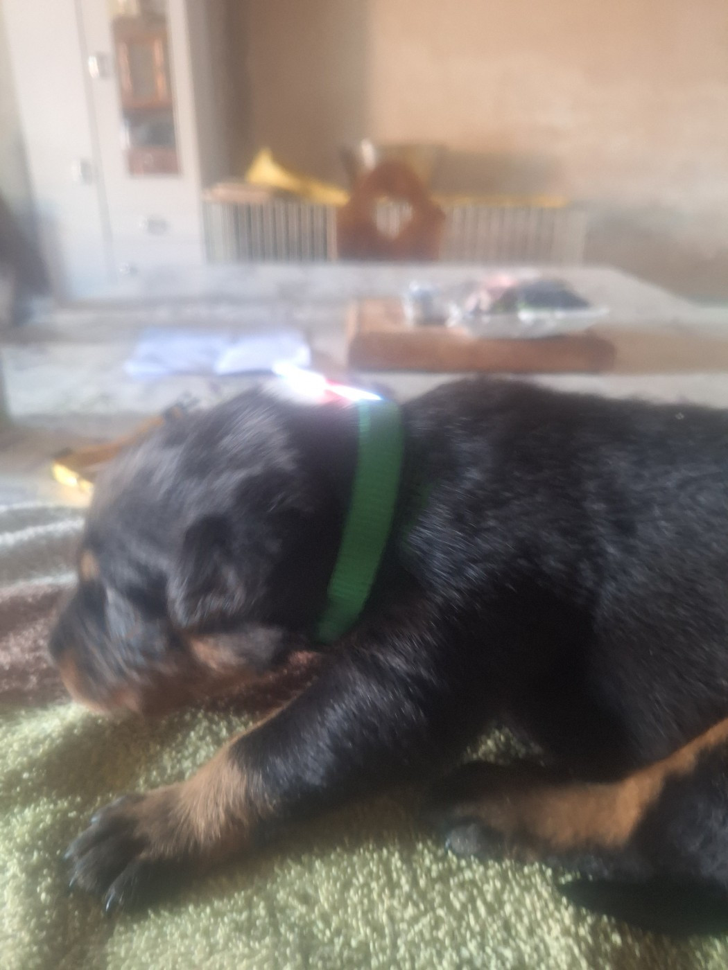 De La Comté Des Odins - Chiots disponibles - Berger de Beauce