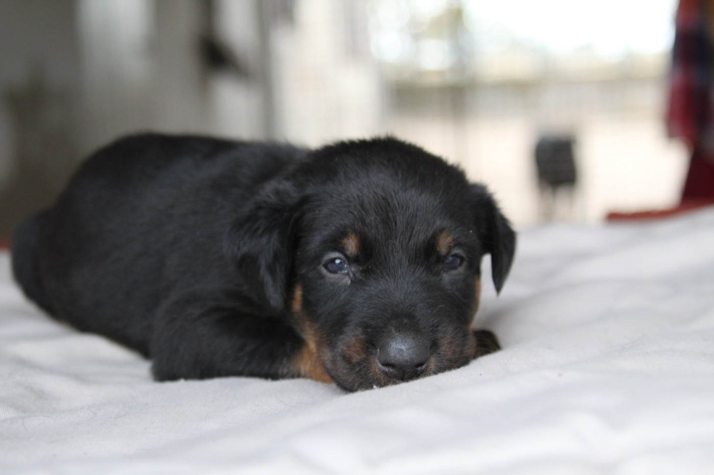De La Comté Des Odins - Chiots disponibles - Berger de Beauce