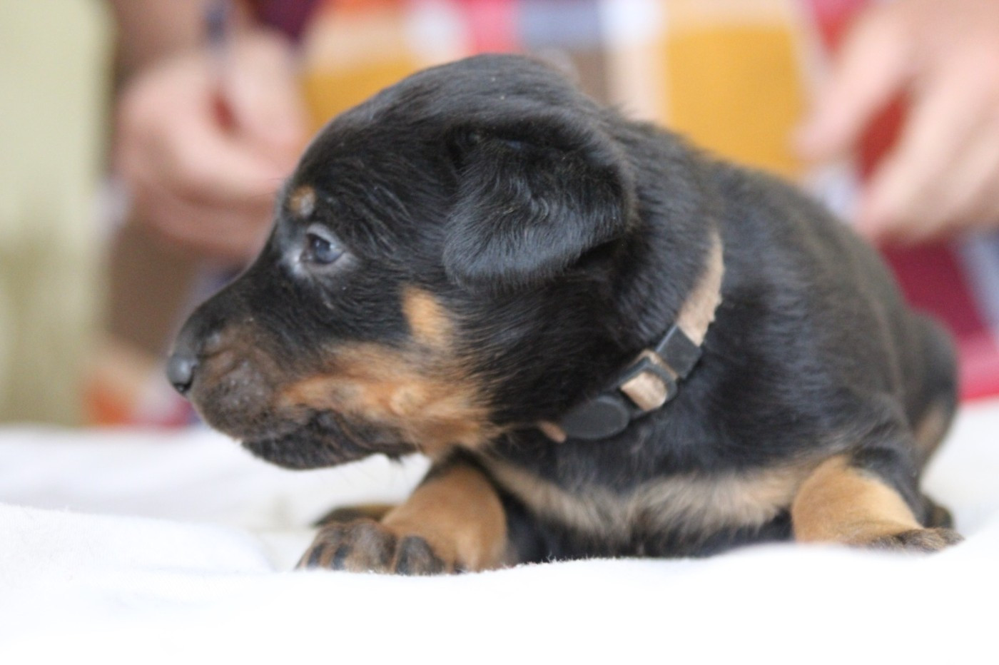 De La Comté Des Odins - Chiots disponibles - Berger de Beauce