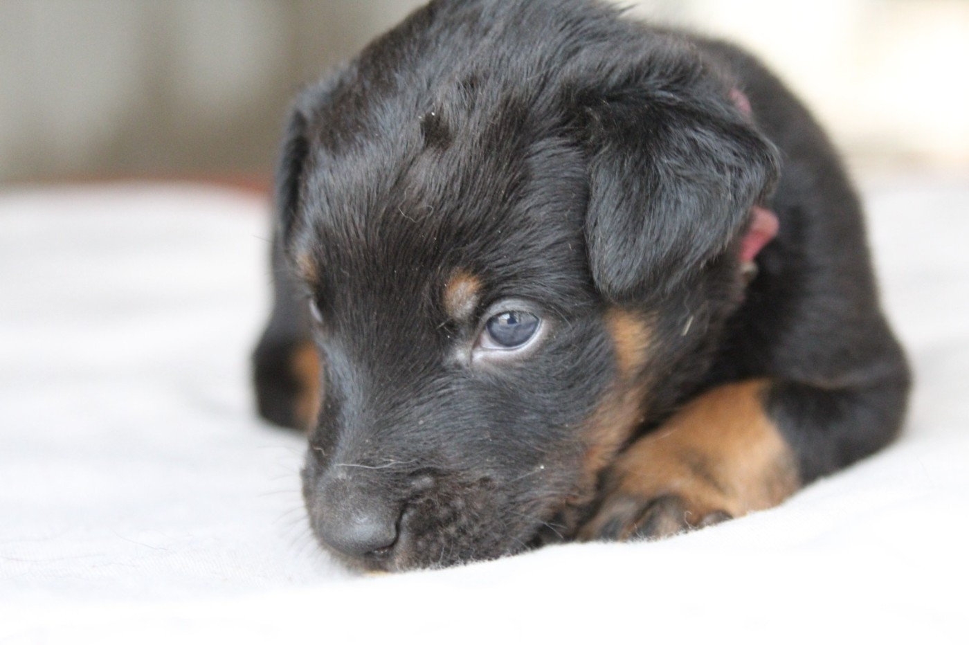 De La Comté Des Odins - Chiots disponibles - Berger de Beauce