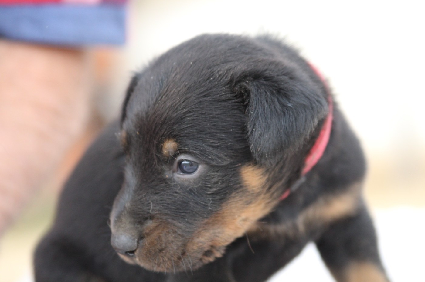 De La Comté Des Odins - Chiots disponibles - Berger de Beauce