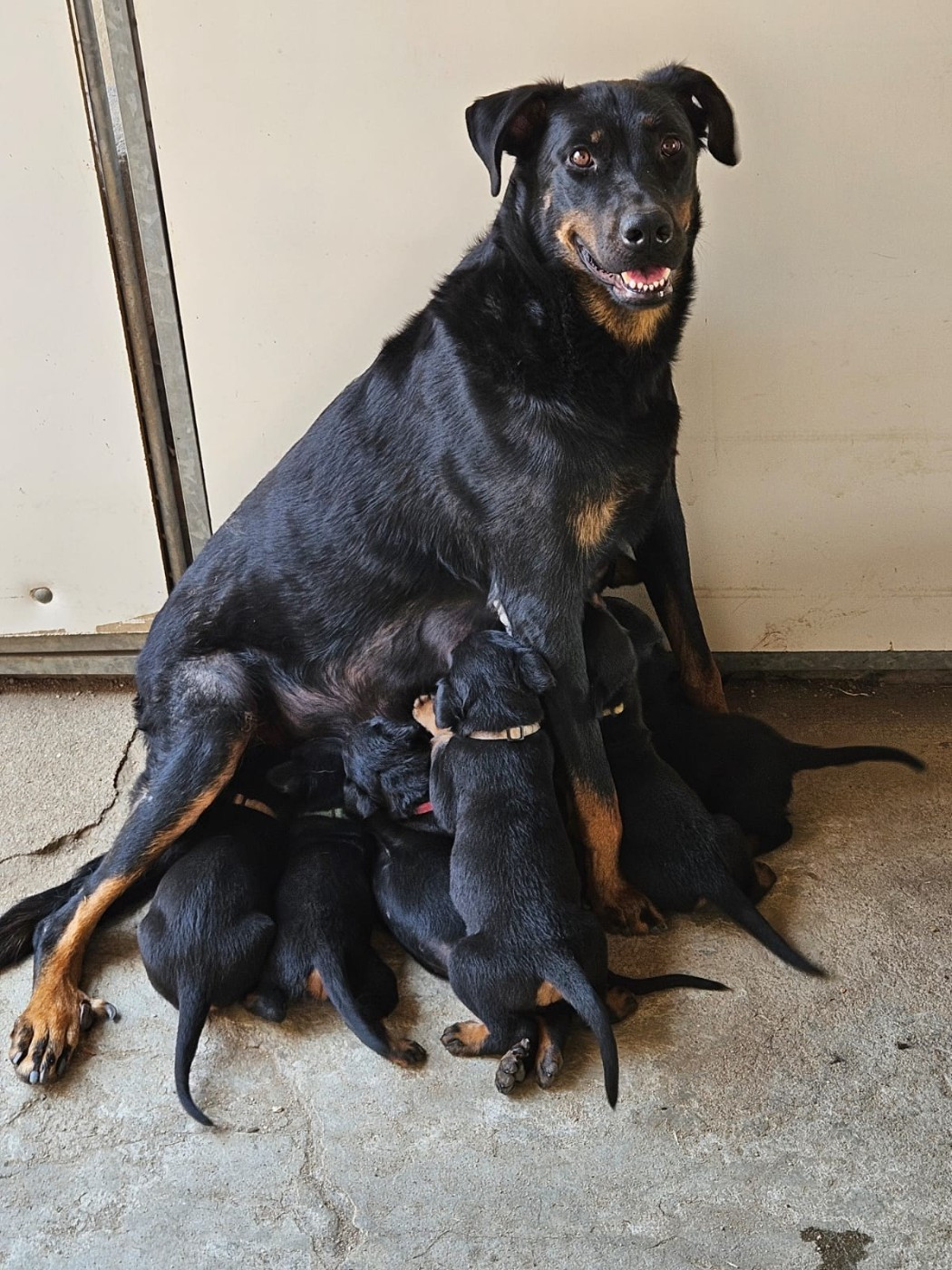 Chiot Berger de Beauce De La Comté Des Odins