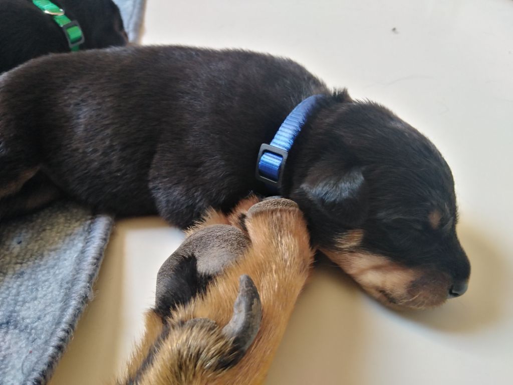 De La Comté Des Odins - Chiots disponibles - Berger de Beauce