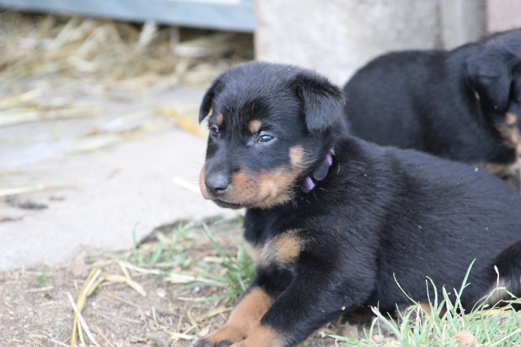 De La Comté Des Odins - Chiots disponibles - Berger de Beauce