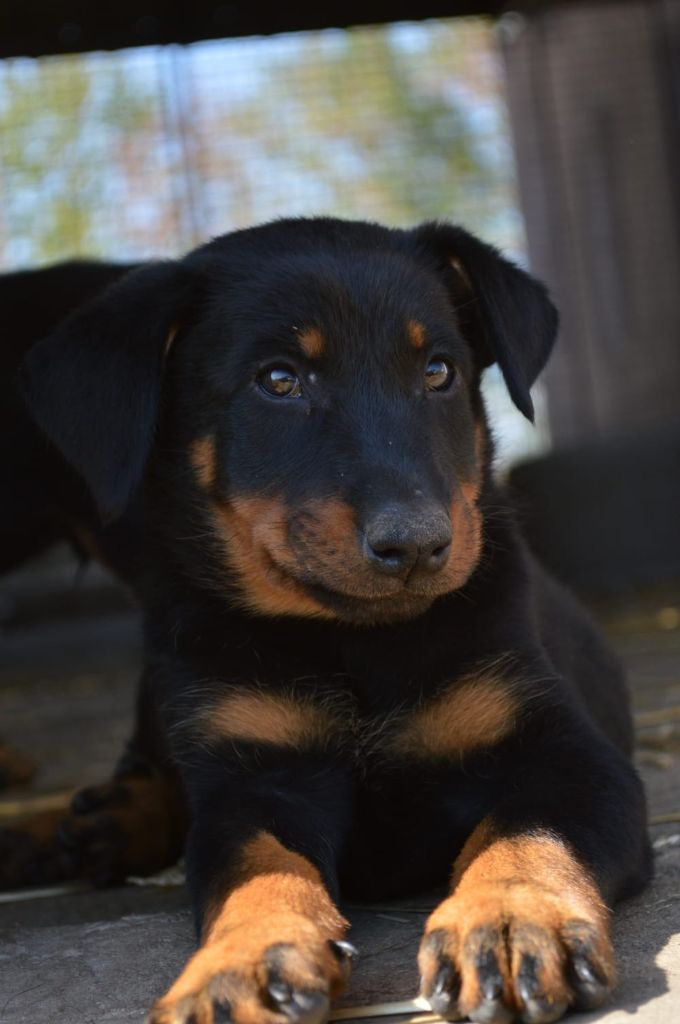 De La Comté Des Odins - Chiots disponibles - Berger de Beauce