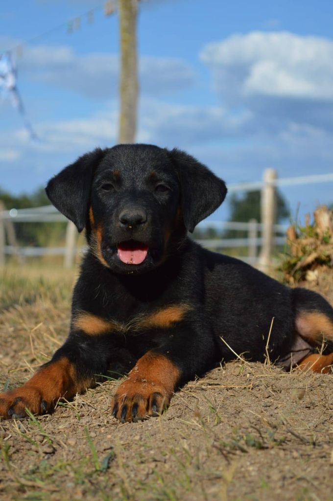 De La Comté Des Odins - Chiots disponibles - Berger de Beauce