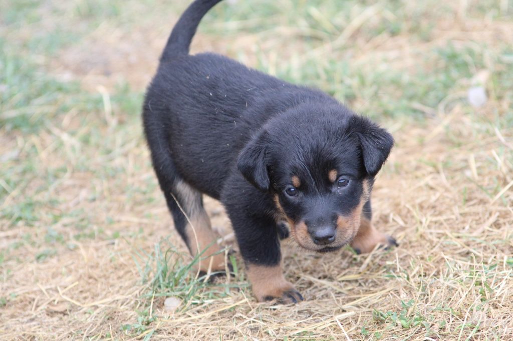 De La Comté Des Odins - Chiots disponibles - Berger de Beauce
