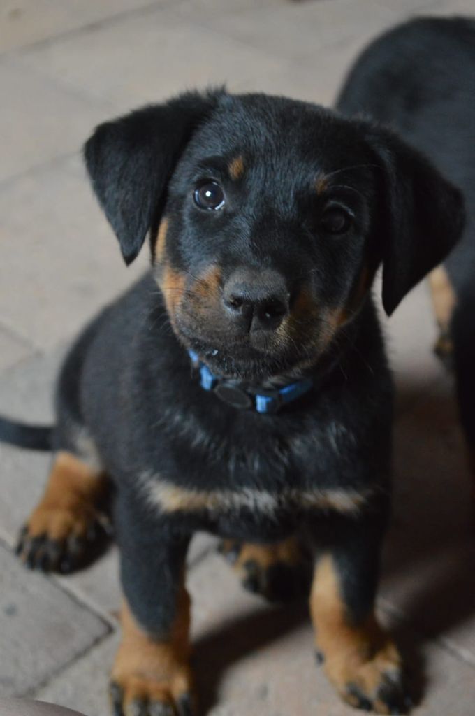 De La Comté Des Odins - Chiots disponibles - Berger de Beauce