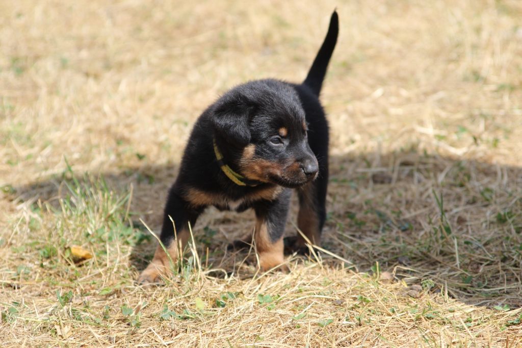 De La Comté Des Odins - Chiots disponibles - Berger de Beauce