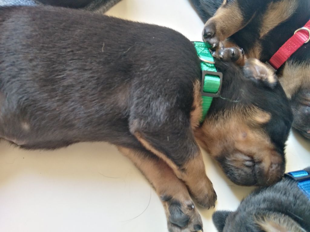 De La Comté Des Odins - Chiots disponibles - Berger de Beauce