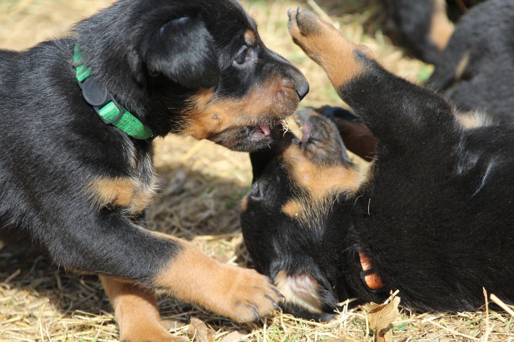 De La Comté Des Odins - Chiots disponibles - Berger de Beauce