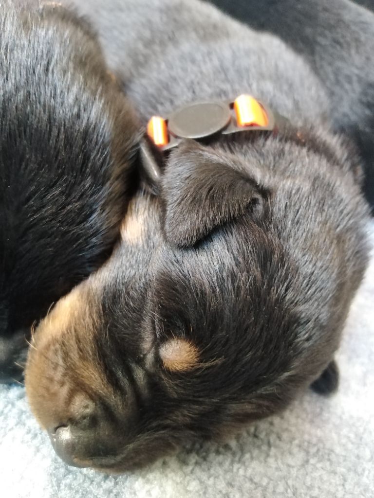 De La Comté Des Odins - Chiots disponibles - Berger de Beauce