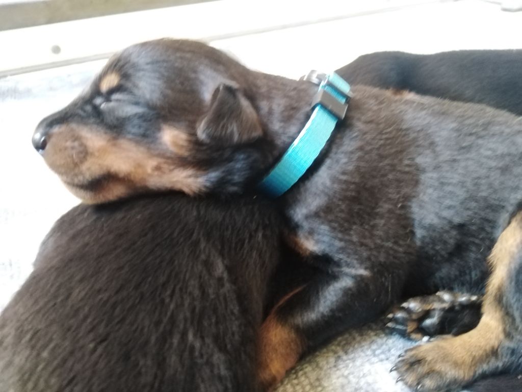 De La Comté Des Odins - Chiots disponibles - Berger de Beauce