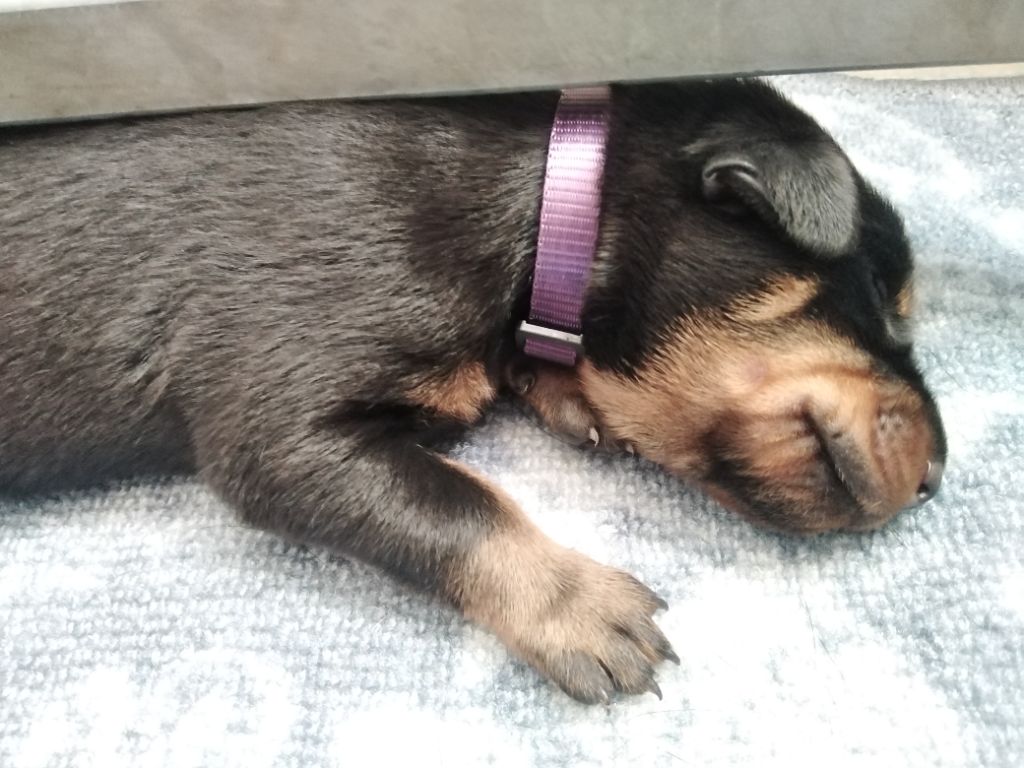 De La Comté Des Odins - Chiots disponibles - Berger de Beauce