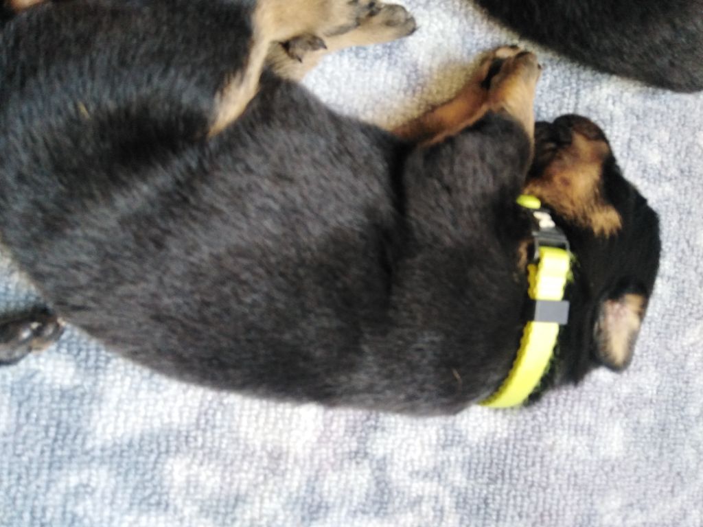 De La Comté Des Odins - Chiots disponibles - Berger de Beauce
